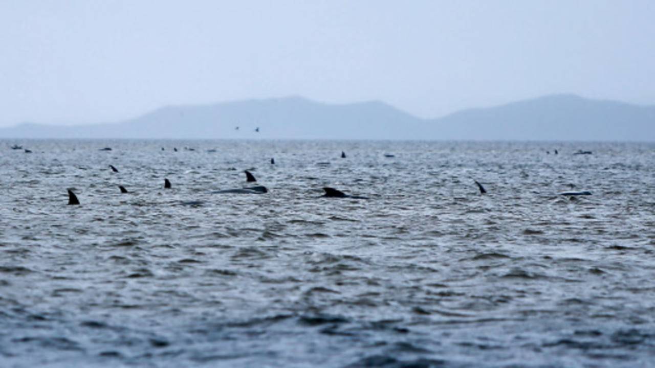 380 whales dead in worst mass stranding in Australia's history, Whales