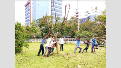 Kolkata: New Town achieves 10,000 tree planting target