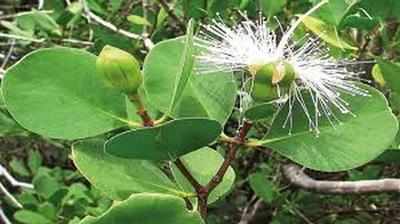White Chippi is officially state mangrove tree