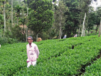 Kerala: Hope brews for small tea-farmers