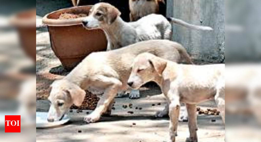 GHMC set to sterilise stray dogs in Secunderabad zone Hyderabad News