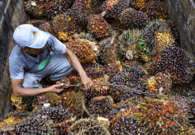 Palm oil labour abuses linked to world's top brands, banks