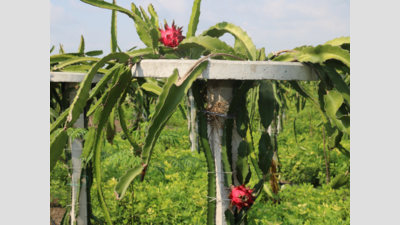 Gujarat: Morbi farmers cultivate dragon fruits through organic farming