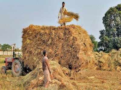 MSP procurement of kharif paddy begins immediately in Punjab and ...