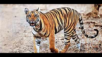 Tigress crosses into Adilabad for 3rd time, yet to find home