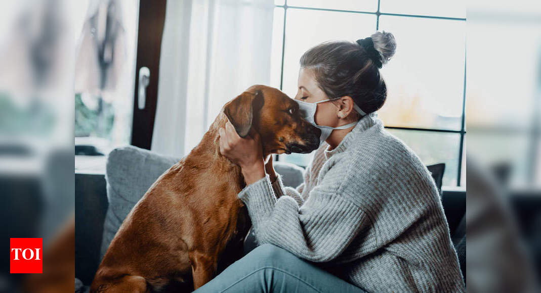 How to deal with your pets anxiety issues - Times of India