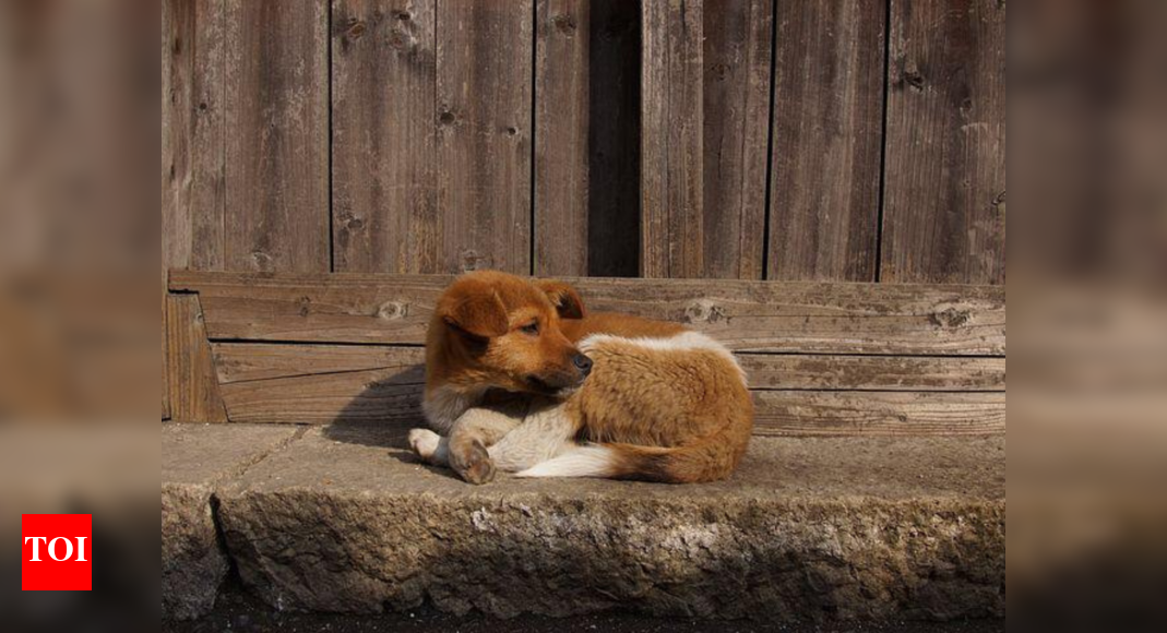A 45yrold woman takes care of 200 stray dogs at her shelter home