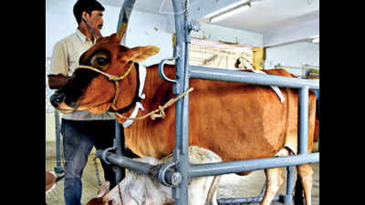 Gujarat: 11 crore cow dung lamps to light up this Diwali