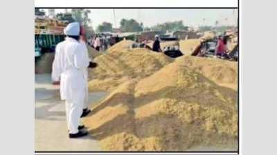 Key kharif crops cotton, basmati selling below last year’s rates in Punjab