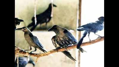Chennai: Manja threads put birds in peril