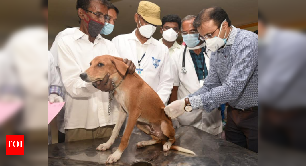 World Rabies Day 1,026 dogs vaccinated in Madurai Chennai News
