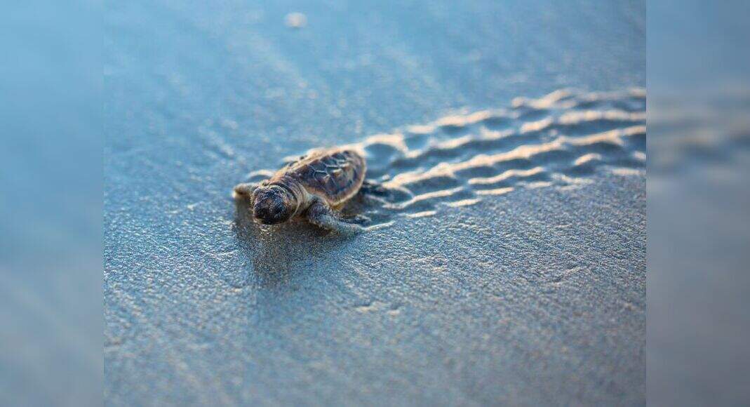 We can't get over Japan's special turtle tunnels! Times of India Travel