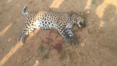 Pregnant leopard dies in territorial fight