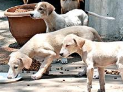 stray dogs drive over thane rabies dombivli anti vaccinated held city organised ngo vaccination given four based animal had were
