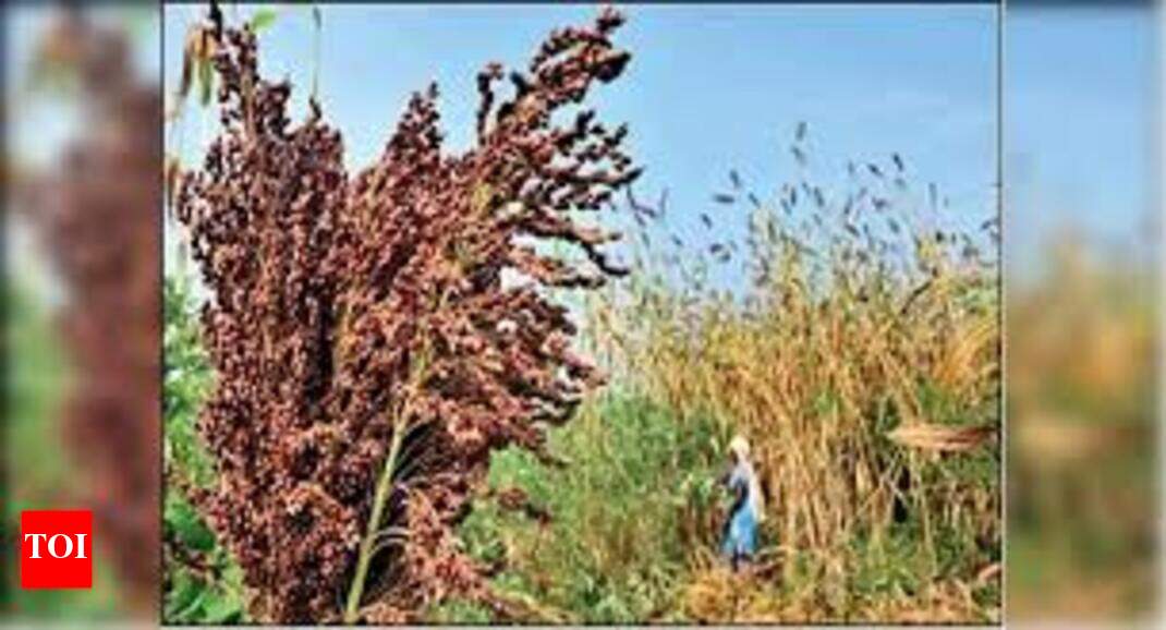 Dr Vali says millets take six hours to digest, thus don't spike sugar
