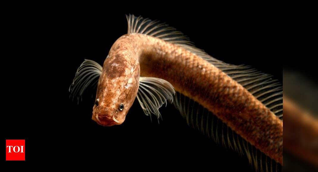 Researchers identify a new family of bony fishes - times of india