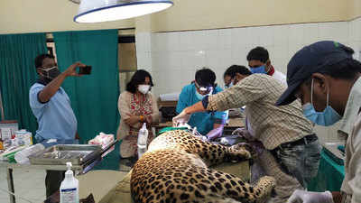 MP: Critically-injured leopard was shot at by poachers, CT scan reveals