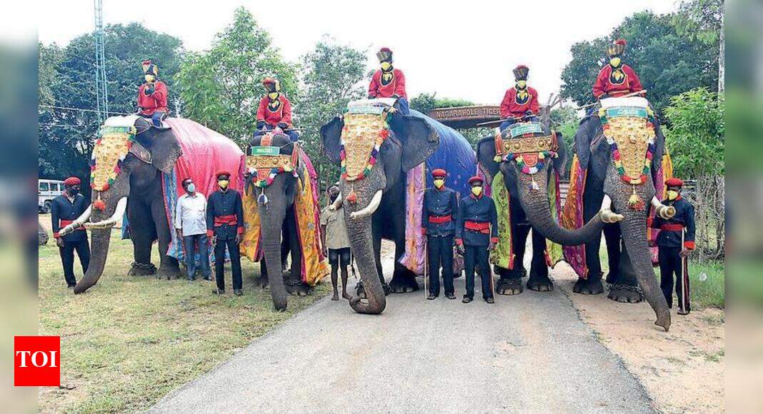Dasara elephants arrive in Mysuru | Mysuru News - Times of India