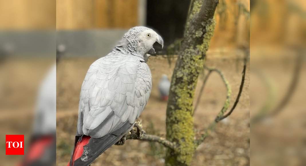 Blue discount parrot expressway