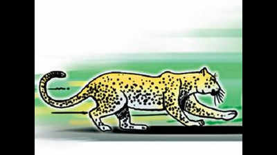 Leopard mowed down in Gurugram wildlife corridor