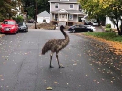 Authorities use pear to entice, capture escaped emu