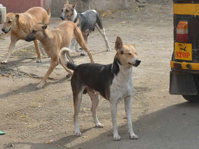 Tamil Nadu: 99% of stray dogs have ticks, pets too unsafe | Chennai ...