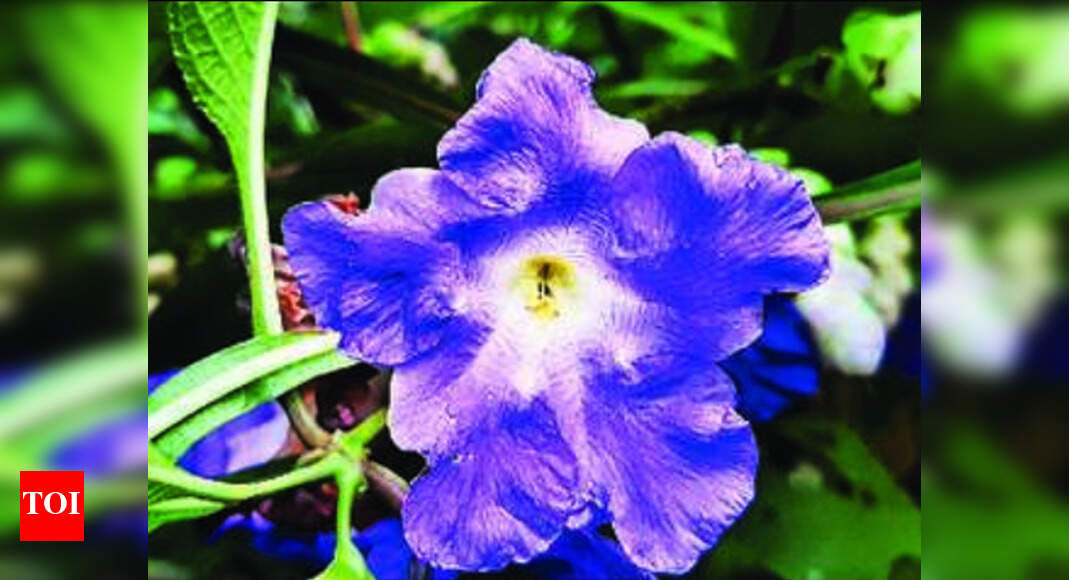 Maharashtra Rare Karvi flower blooms at Gautala sanctuary, lights up