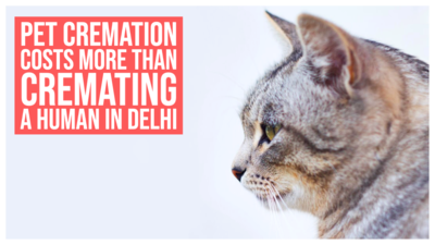 Cremating your pet costs more than cremating a human in Delhi