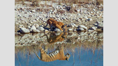 With 252 tigers at Corbett Tiger Reserve, tourists can spot one easily