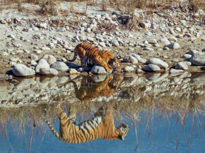 With 252 Tigers At Corbett Tiger Reserve Tourists Can Spot One Easily Dehradun News Times Of India