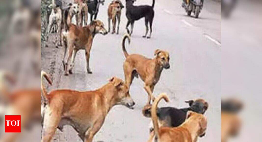 Tamil Nadu Trichy corporation invites NGO to take up stray dogs