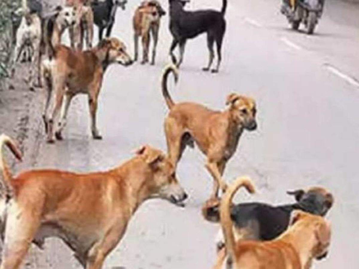 Tamil Nadu Trichy Corporation Invites Ngo To Take Up Stray Dogs Sterilisation Drive Trichy News Times Of India