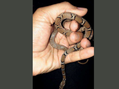 Slender Racer snake visits Kevadia | Surat News - Times of India