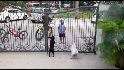 Viral video: Boy's bhangra moves in front of two dogs will make your day