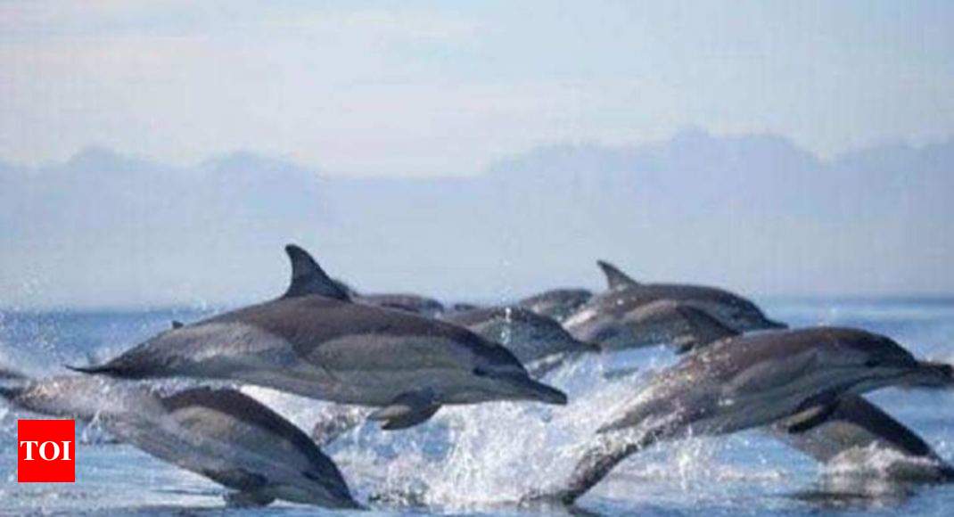 Watch Dolphins In River Ganga As India Launches Dolphin Safari In West  Bengal!