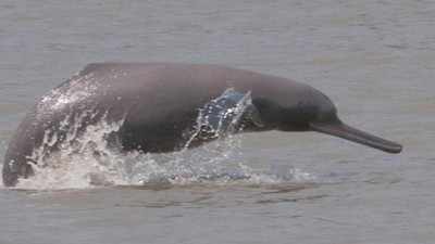 India's First Dolphin Community Reserve to Come Up in West Bengal