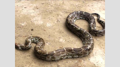 Python sneaks into police station in Manipur