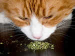 When cats are high on Catnip!