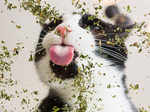 When cats are high on Catnip!