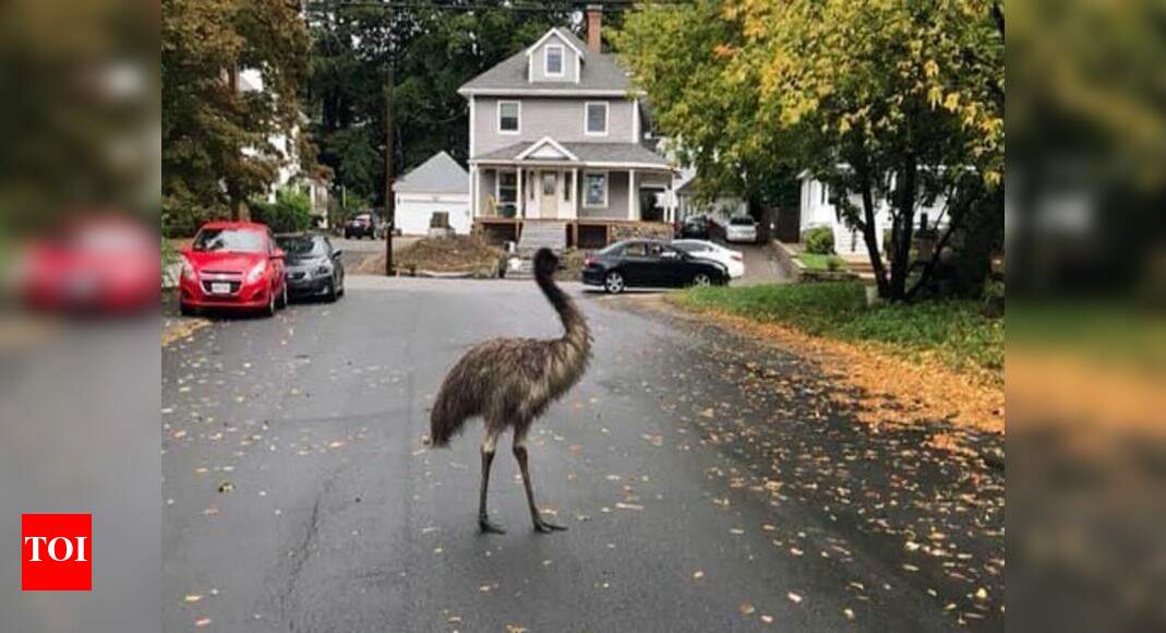 Authorities use pear to entice, capture escaped emu - Times of India
