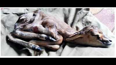 Ela Foundation re-wilds 3 ‘rescued’ Chinkara fawns in half a day each