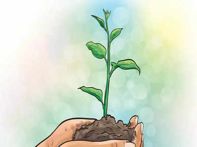 Chennai: Covid stalls tree-planting by corporation, only 50% target met