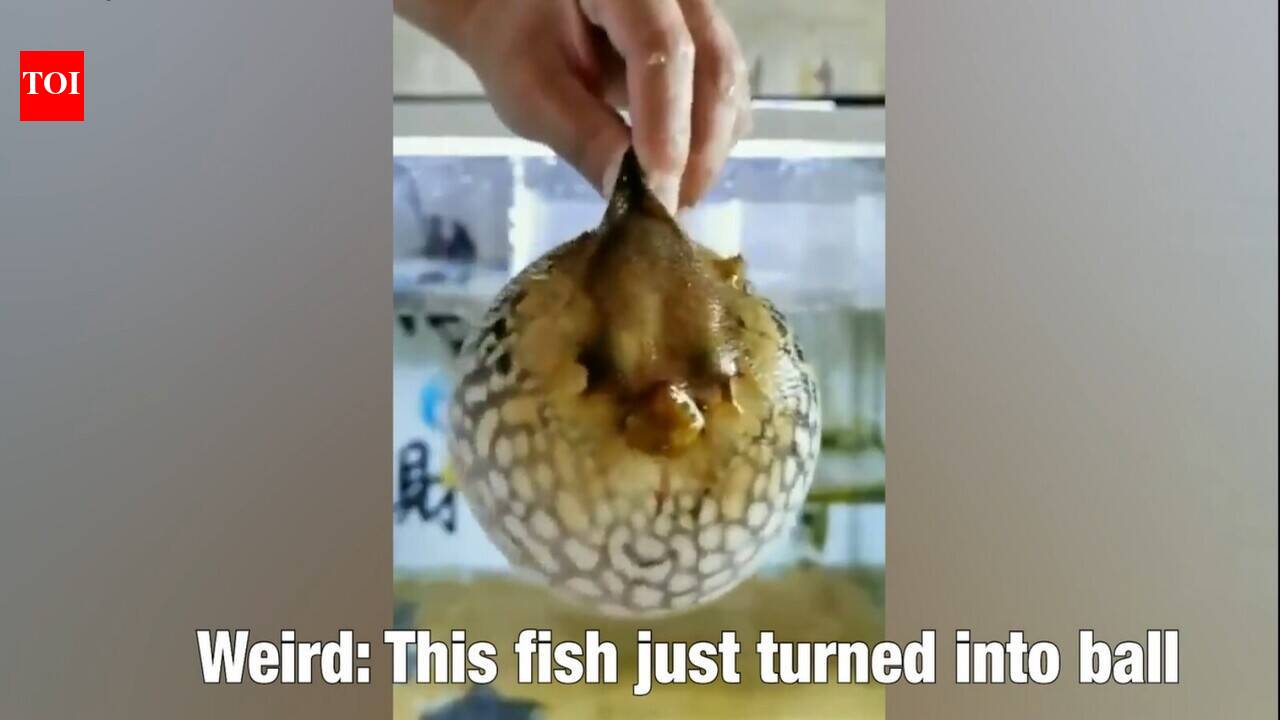 Weird: This fish just turned into ball