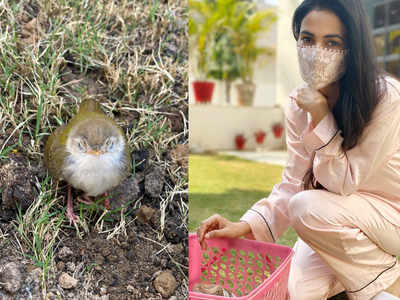 Sonal Chauhan helps in the rescue of an injured bird at her Greater Noida  house | Hindi Movie News - Times of India