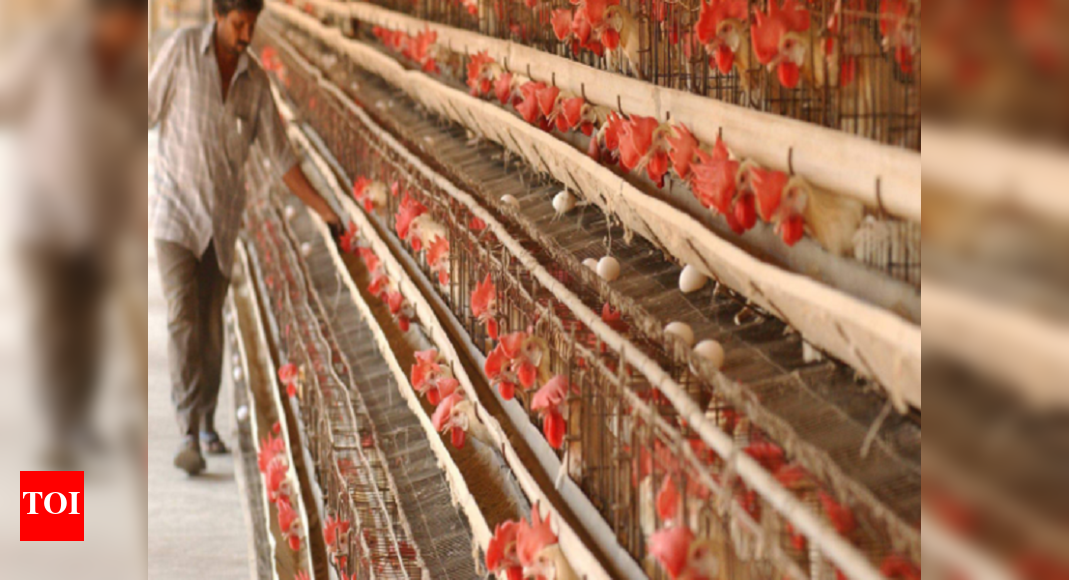 Chicken prices skyrocket in Andhra Pradesh Visakhapatnam News Times