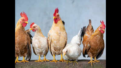 Chicken prices across AP soar as production dips