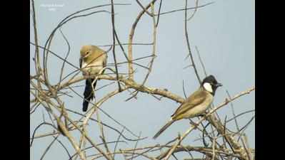 Awesome avians! 22 new bird species discovered in Gujarat