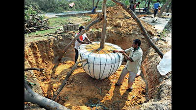 Delhi: Tree transplantation for projects now must