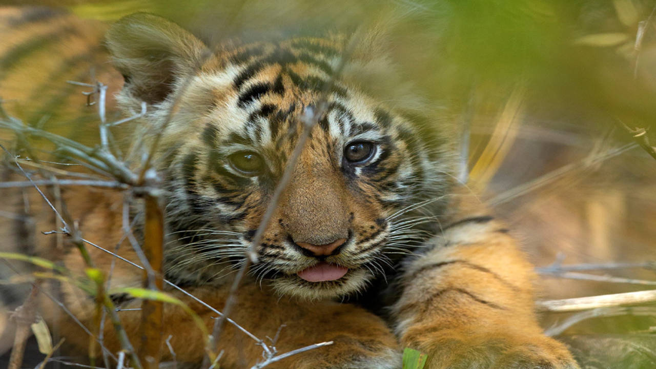 How An Actual Tiger Mother Raises Her Cubs