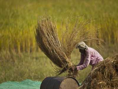 Agriculture exports rise 43.4% in April-September: Government